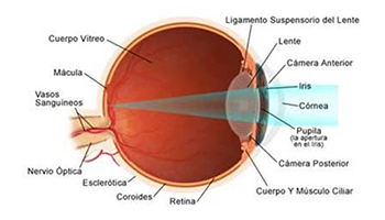 Presbicia - Errores Refractivos